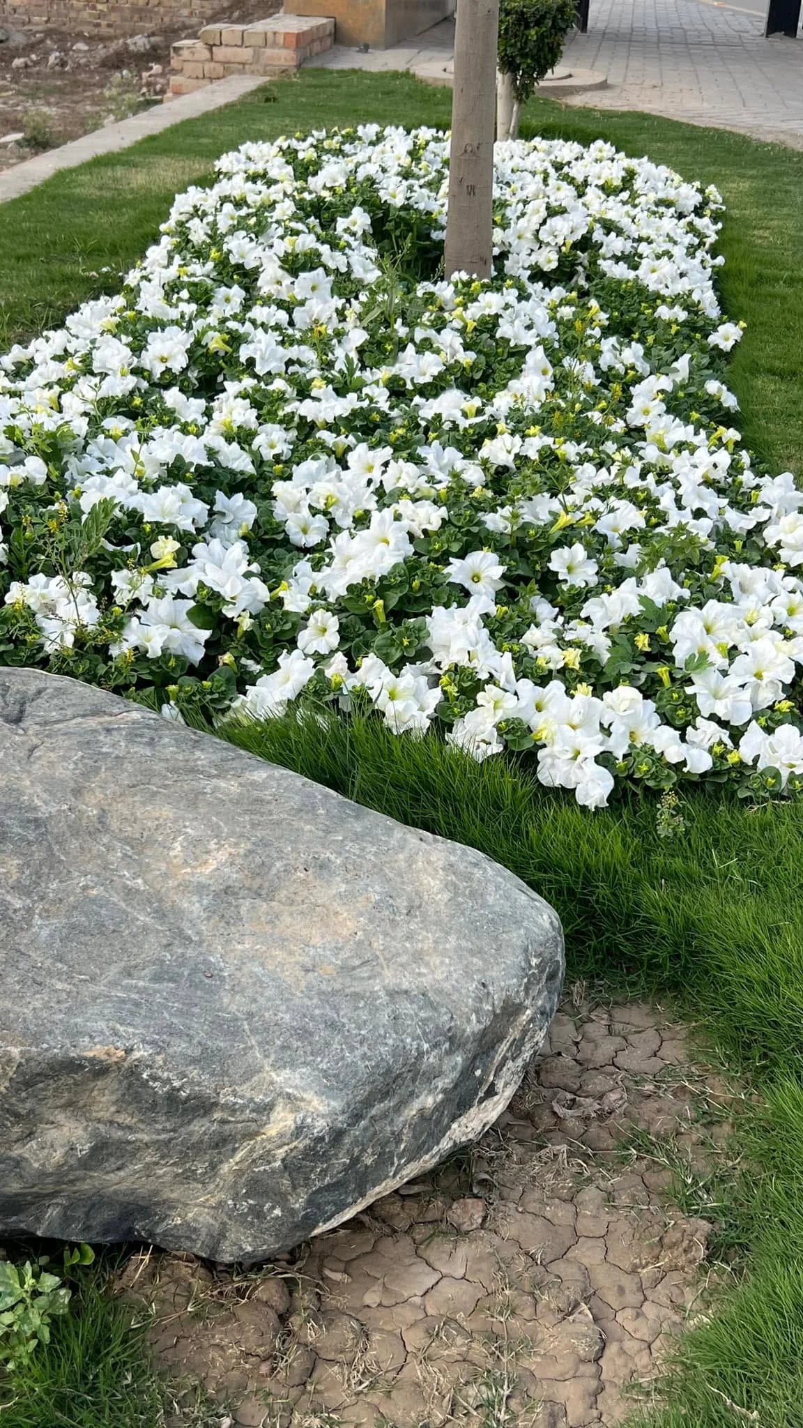 Pine Villas landscaping and flower-bed photo