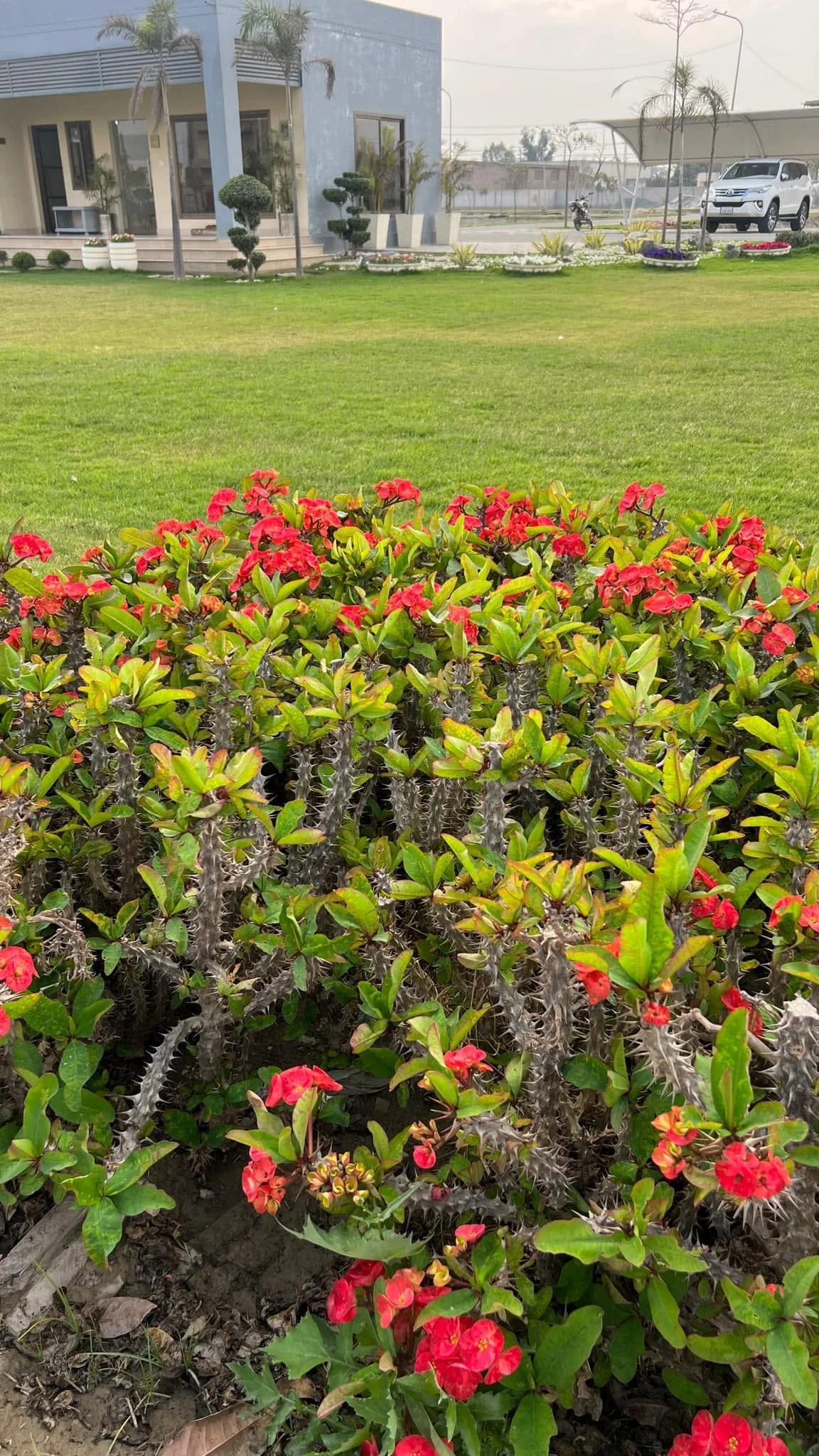 Pine Villas flower-bed and landscape photo